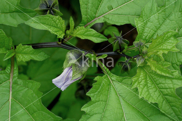 Henbane (Hyoscyamus niger)