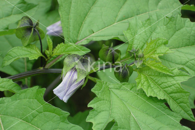 Henbane (Hyoscyamus niger)