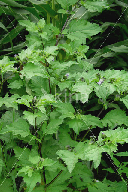 Henbane (Hyoscyamus niger)