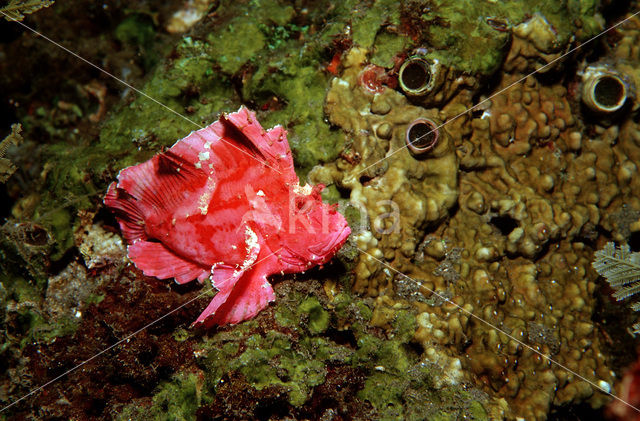 Blad schorpioenvis (Taenianotus triacanthus)