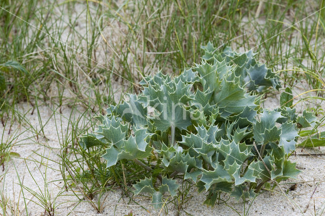 Blauwe zeedistel (Eryngium maritimum)