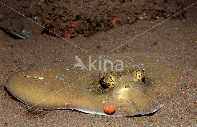 Blauwgespikkelde pijlstaartrog (Taeniura lymma)