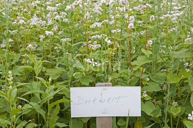 Buckwheat (Fagopyrum esculentum)