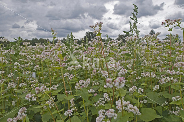 Buckwheat (Fagopyrum esculentum)