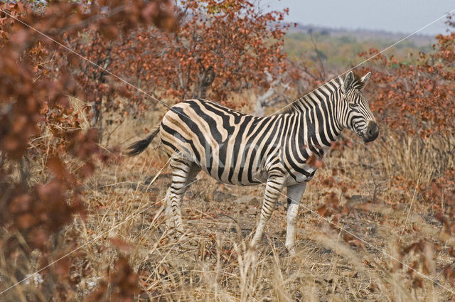 Bohm zebra (Equus quagga boehmi)