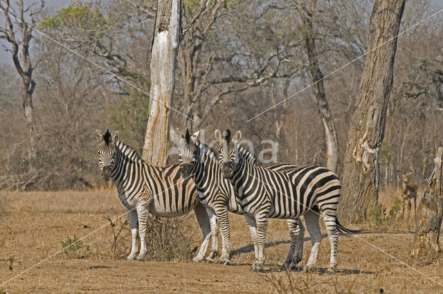 Bohm zebra (Equus quagga boehmi)