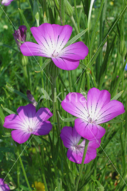 Corncockle (Agrostemma githago)
