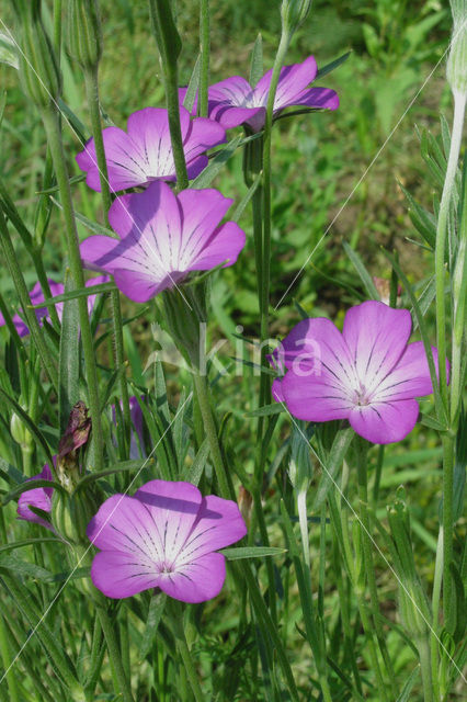 Corncockle (Agrostemma githago)