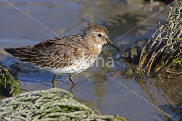 Bonte Strandloper (Calidris alpina)