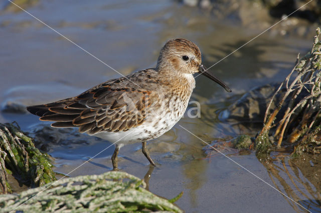 Dunlin (Calidris alpina)