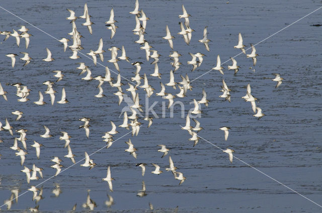 Dunlin (Calidris alpina)