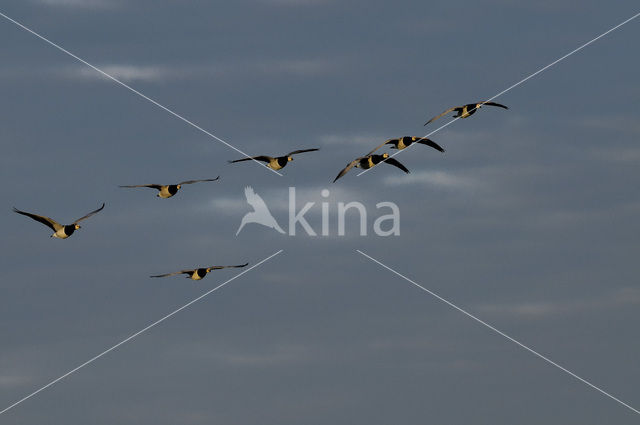 Barnacle Goose (Branta leucopsis)