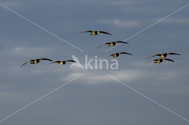 Barnacle Goose (Branta leucopsis)
