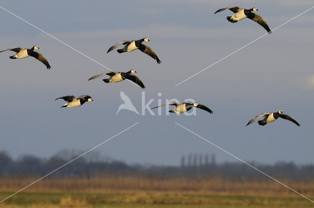 Barnacle Goose (Branta leucopsis)