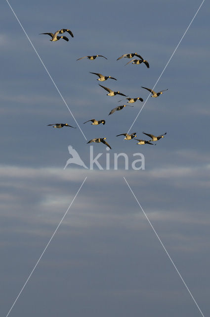 Barnacle Goose (Branta leucopsis)
