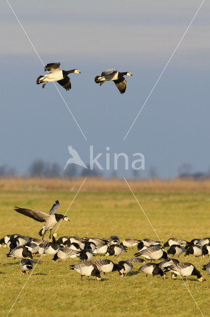 Barnacle Goose (Branta leucopsis)