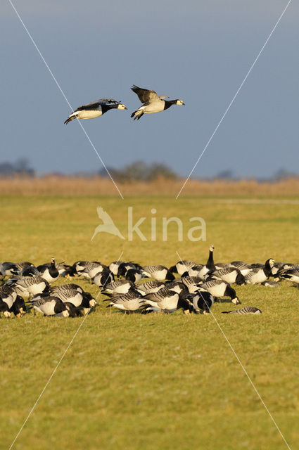 Brandgans (Branta leucopsis)