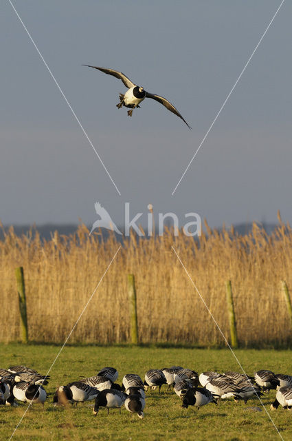 Barnacle Goose (Branta leucopsis)