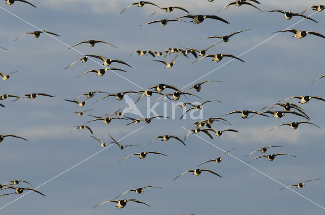 Brandgans (Branta leucopsis)