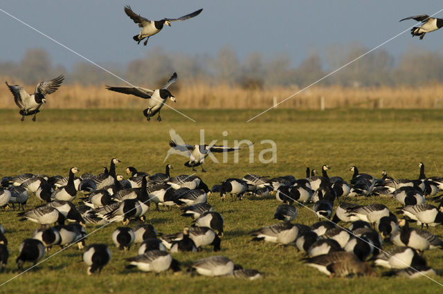 Brandgans (Branta leucopsis)