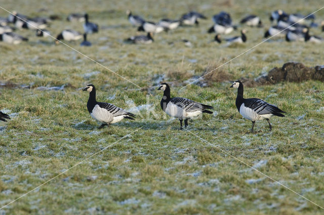 Barnacle Goose (Branta leucopsis)