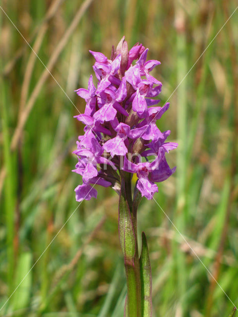 Western Marsh-orchid (Dactylorhiza majalis)