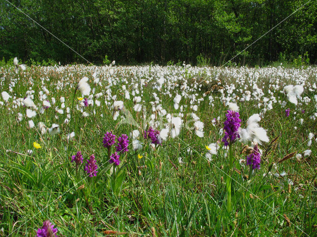 Western Marsh-orchid (Dactylorhiza majalis)