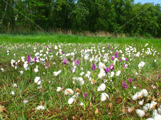 Brede orchis (Dactylorhiza majalis)