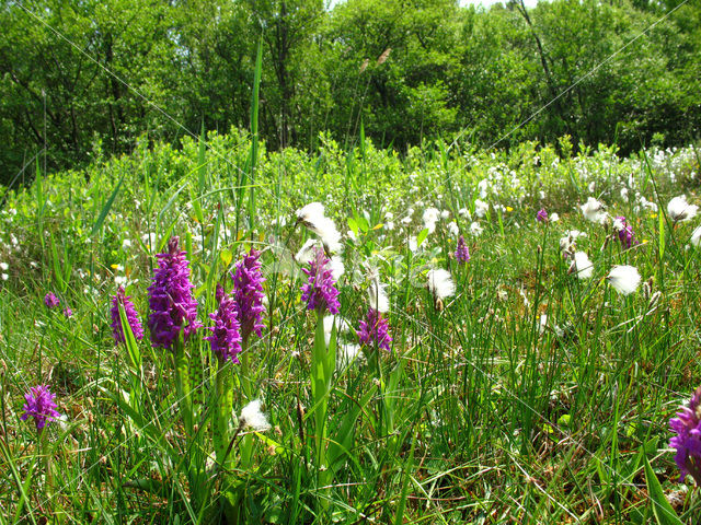 Brede orchis (Dactylorhiza majalis)