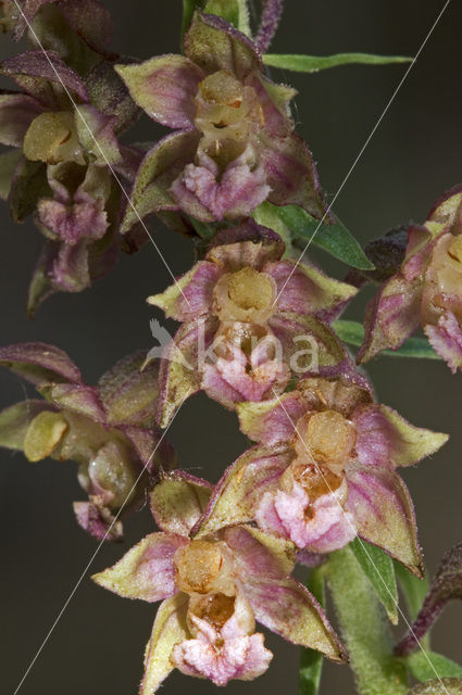 Brede wespenorchis (Epipactis helleborine)