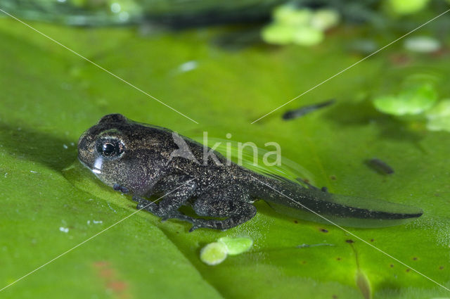 Common Frog (Rana temporaria)