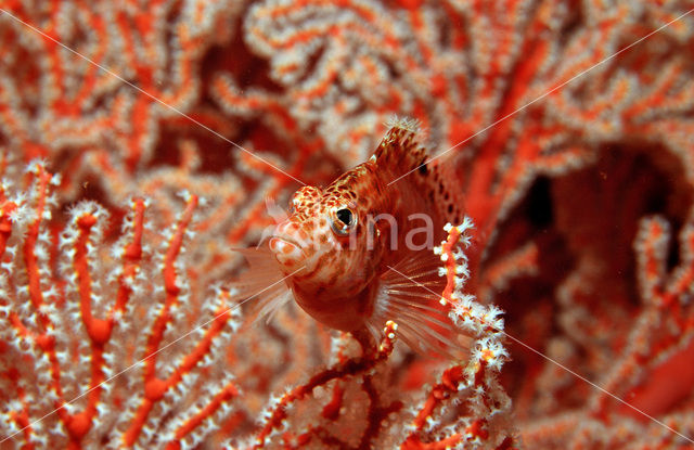 Bruine rotsspringer (Cirrhitichthys falco)