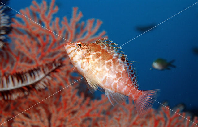 Bruine rotsspringer (Cirrhitichthys falco)