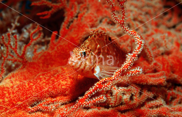 Bruine rotsspringer (Cirrhitichthys falco)