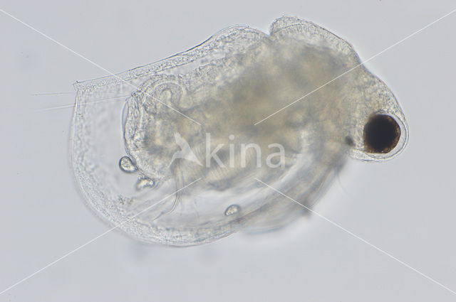 Ceriodaphnia quadrangula