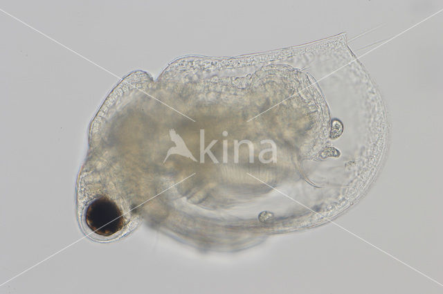 Ceriodaphnia quadrangula