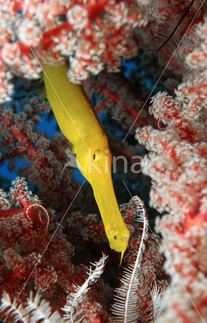 Chinese trompetvis (Aulostomus chinensis)