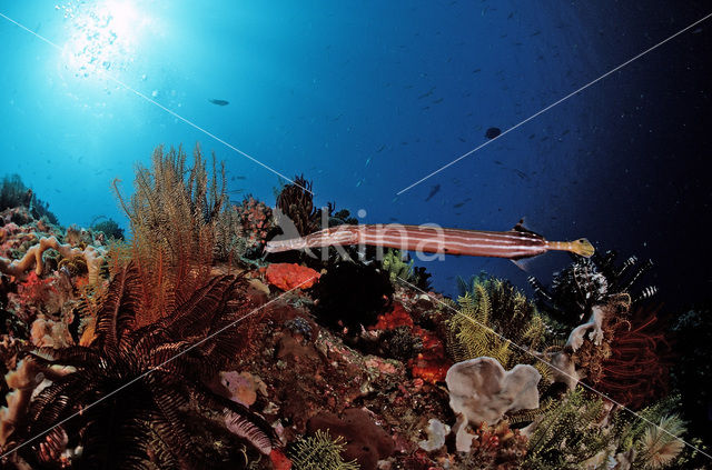 Chinese trumpetfish (Aulostomus chinensis)