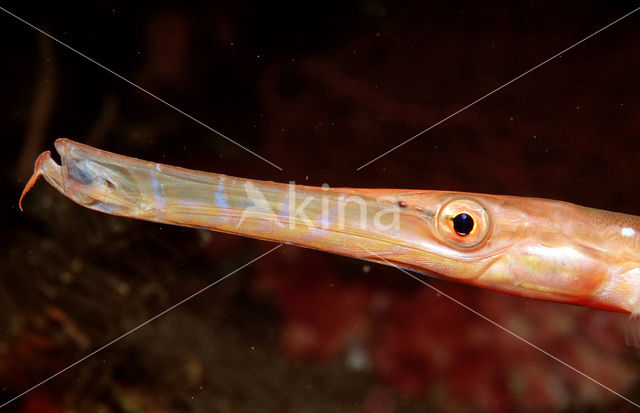 Chinese trompetvis (Aulostomus chinensis)