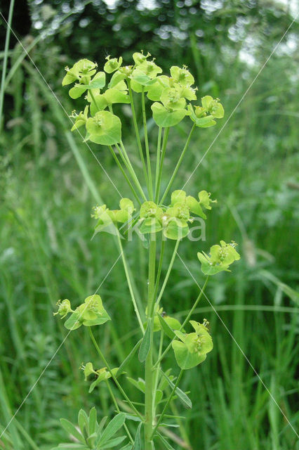 Cypress Spurge (Euphorbia cyparissias)