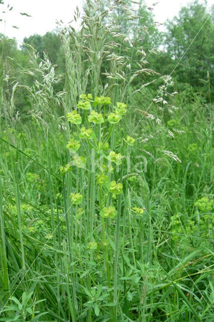 Cypress Spurge (Euphorbia cyparissias)