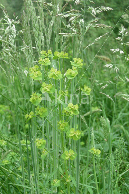 Cypress Spurge (Euphorbia cyparissias)