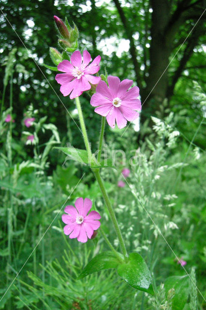 Red Campion (Silene dioica)