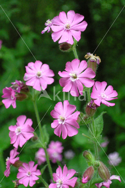 Red Campion (Silene dioica)