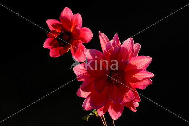 Dahlia spec.