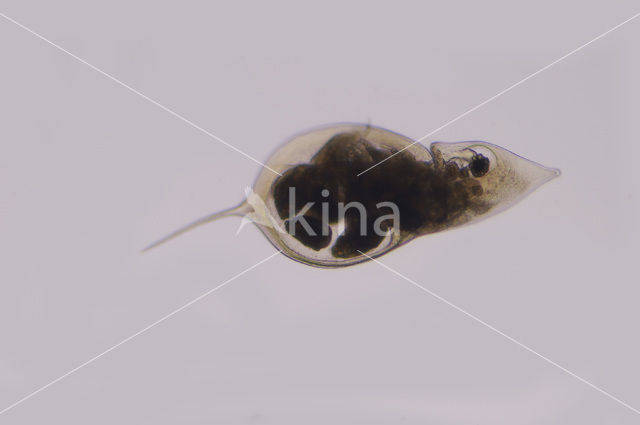 Daphnia cucullata