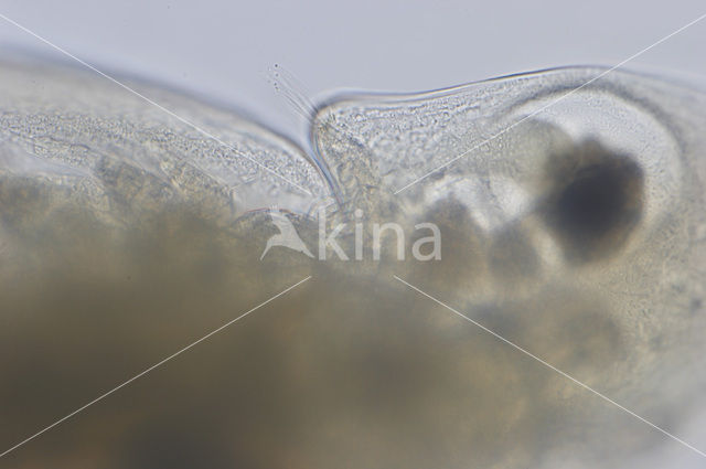 Daphnia cucullata