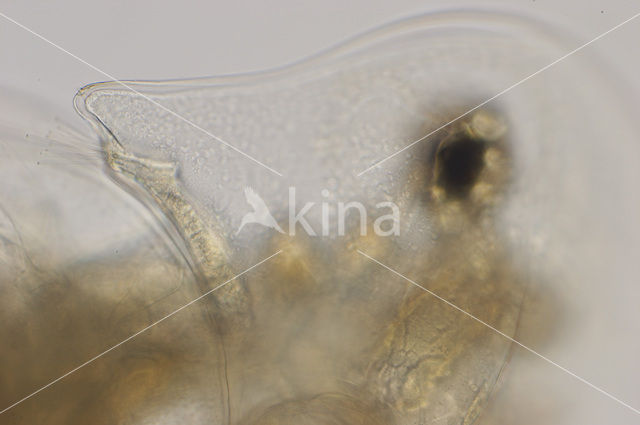 Daphnia galeata x hyalina Daphnia obscura