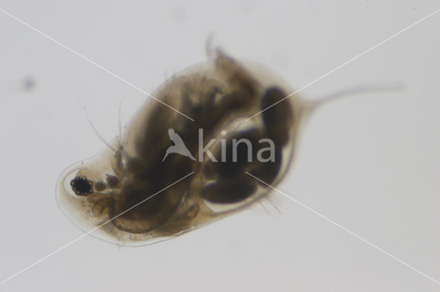 Daphnia galeata x hyalina Daphnia obscura