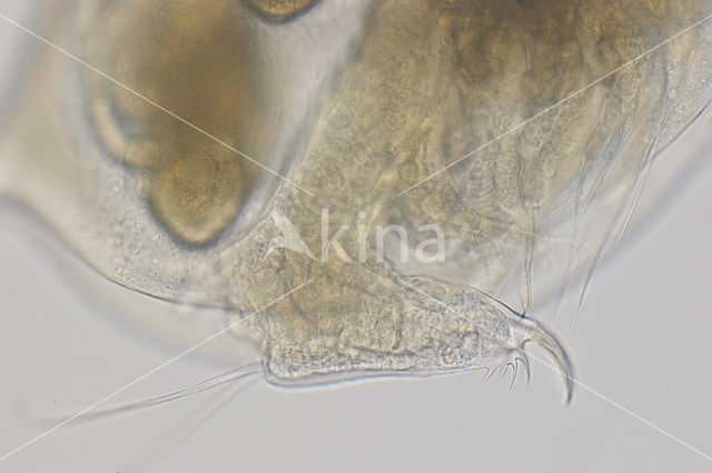 Daphnia galeata x hyalina